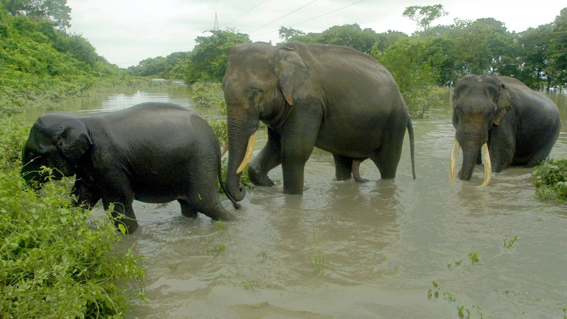 Un elefante 'renegado' mata a 16 personas en la India tras ser expulsado de su manada "por mal comportamiento"
