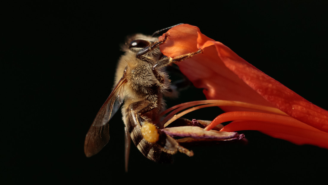 Un estudio descubre que una subespecie de abejas reproduce clones debido a una casualidad genética