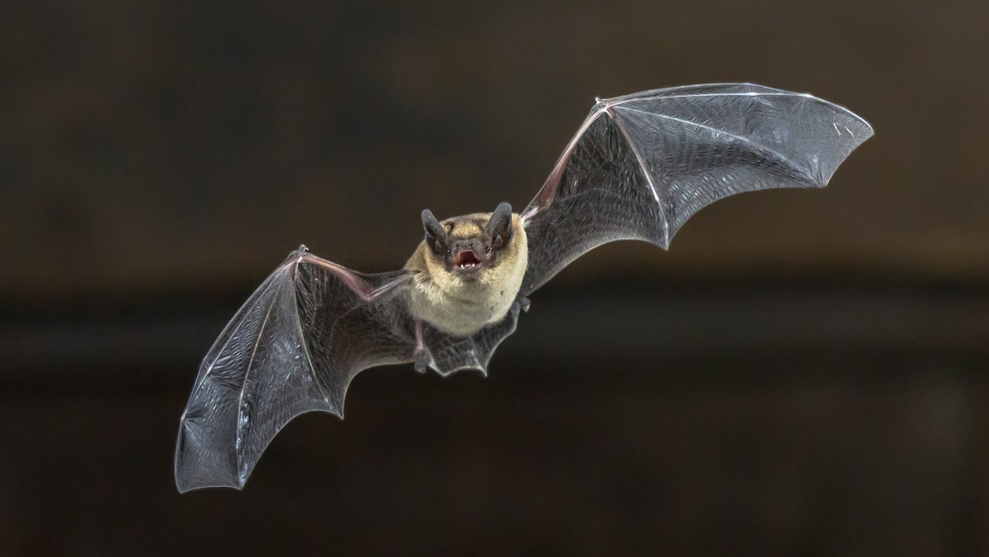 Científicos detectan un virus letal en dos especies de murciélagos en la India