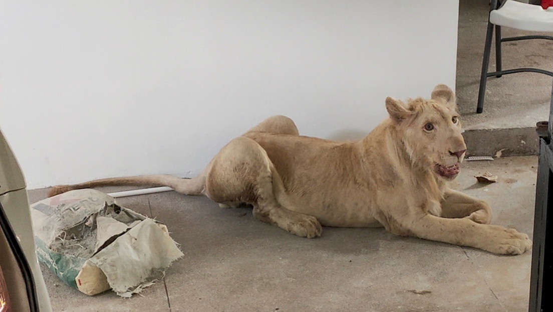 FOTOS: Videos de TikTok llevan a rescatar de una casa en Camboya a un león criado como mascota