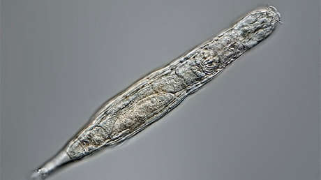 Descubren un diminuto animal que sobrevivió 24.000 años congelado en el permafrost siberiano