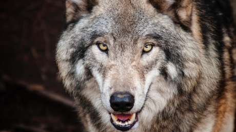 VIDEO: Imágenes de lobos persiguiendo y luchando con los actores de un espectáculo en China se vuelven virales