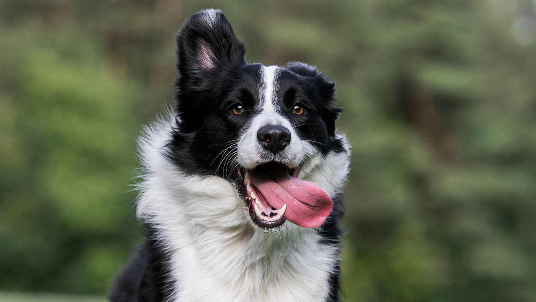 "Excepcional talento": un estudio sugiere cuál es la raza de perro más inteligente del mundo