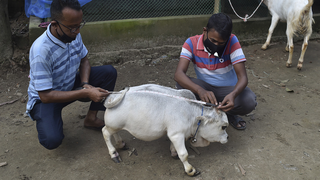 Miles de personas acuden a ver una vaca enana en Bangladés a pesar de las restricciones por el coronavirus