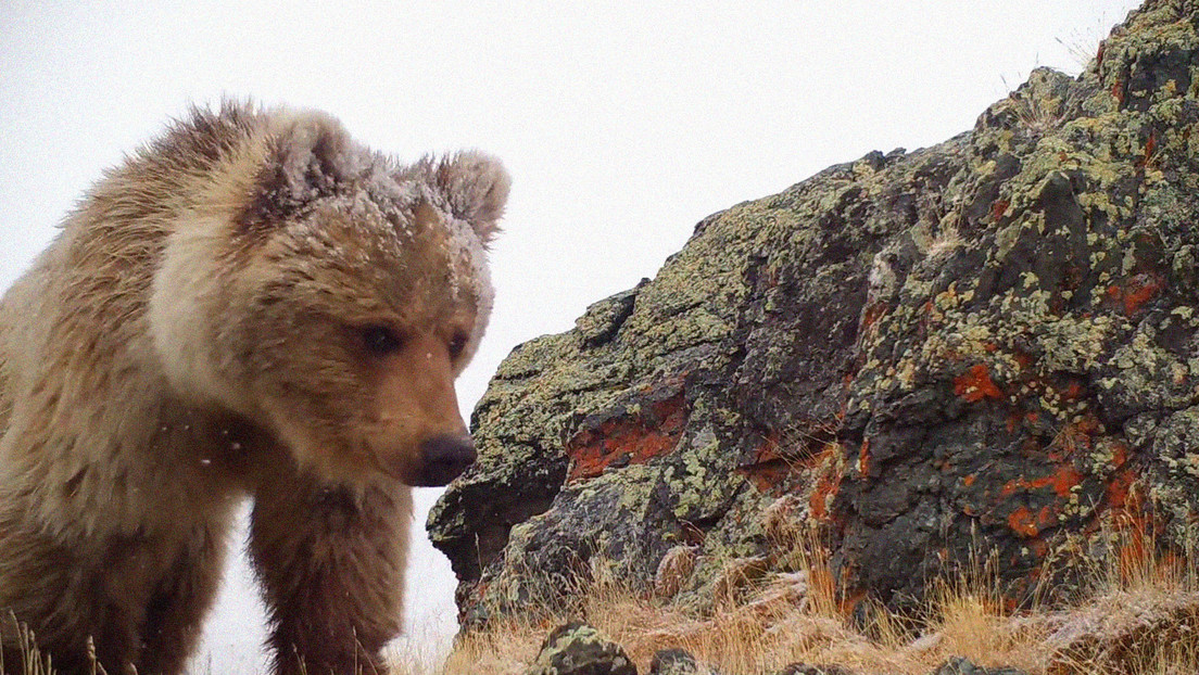 VIDEO: La batalla de un raro oso travieso contra una cámara trampa en un parque nacional de Rusia