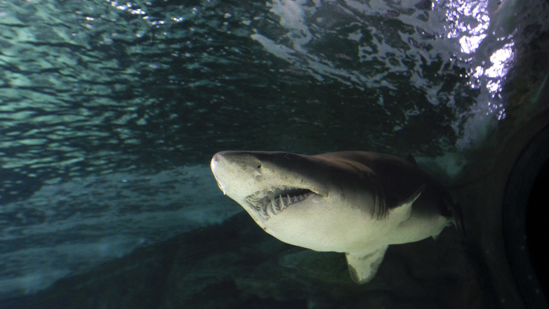 Dientes de tiburón de hace millones de años arrojan luz sobre el cambio del clima en la Tierra