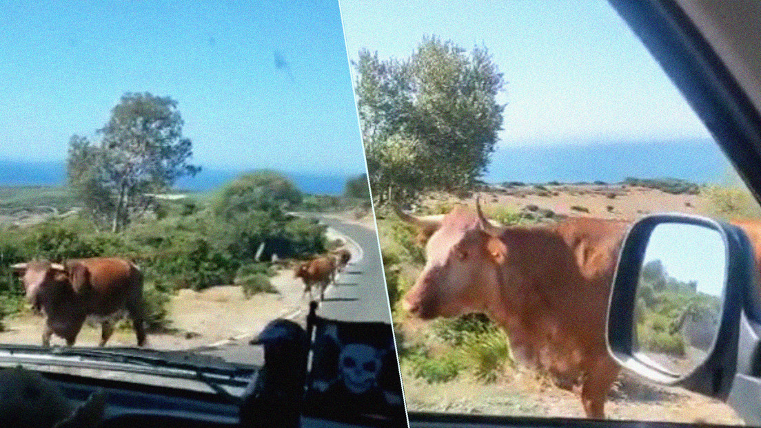 "Perdona, ¿para Bolonia?": un conductor le pregunta el camino a una vaca y la reacción del animal no tiene precio (VIDEO)