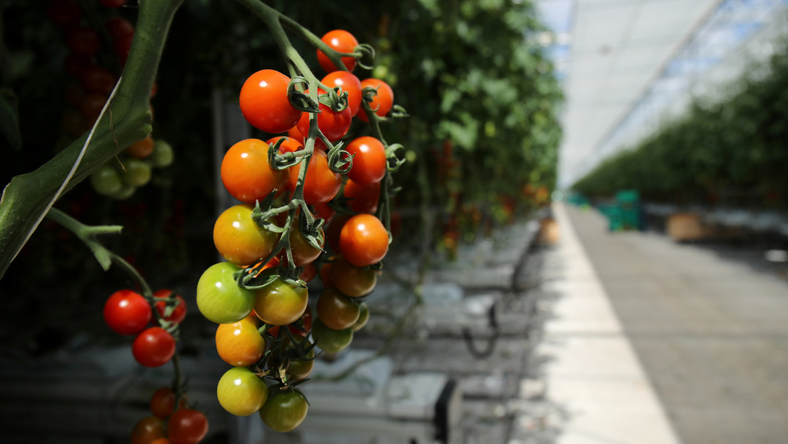 Descubren que los tomates tienen una especie de 'sistema nervioso' que advierte a la planta sobre los ataques para que se defienda