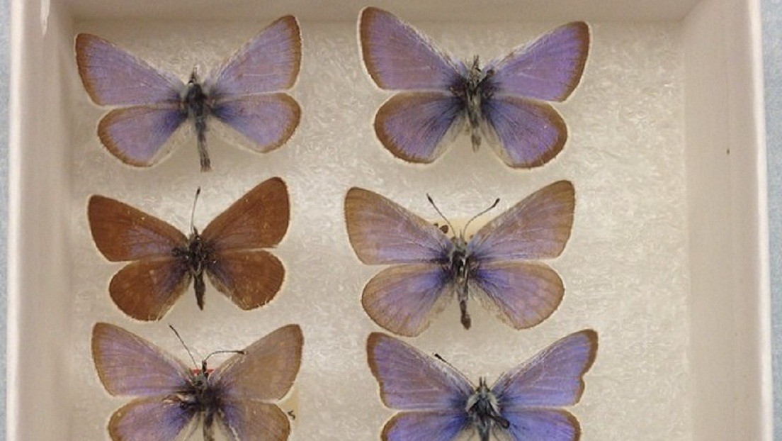 Confirman que la icónica mariposa azul de Xerces fue el primer insecto extinguido por los humanos en EE.UU.