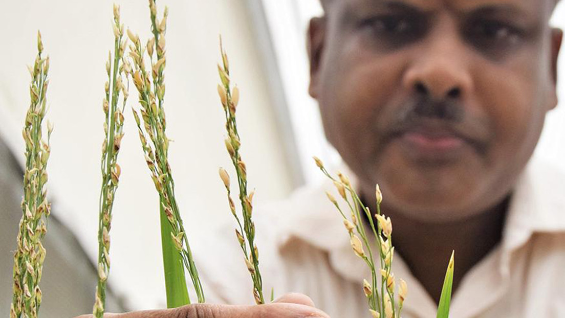 Filipinas aprueba la producción comercial de un "arroz dorado" modificado genéticamente