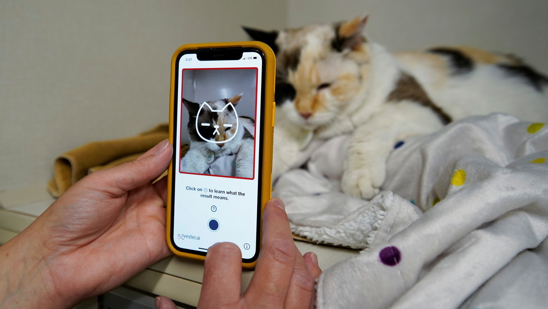 Desarrollan una aplicación que puede 'ver' el dolor que experimentan los gatos
