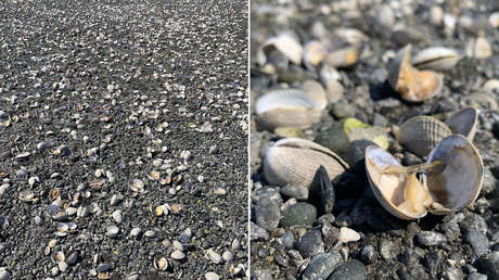 La fuerte ola de calor en EE.UU. provoca que cientos de almejas se cuezan en una playa (FOTOS)