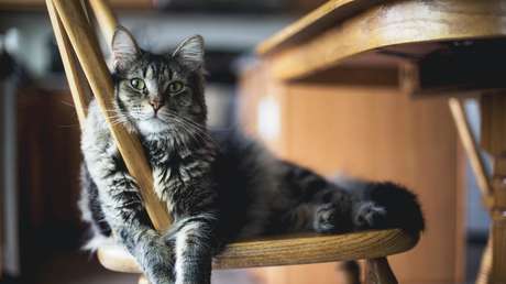 Cámaras de vigilancia captan cómo un gato 'llama' varias noches seguidas a los guardias de seguridad en una tienda rusa (VIDEO)