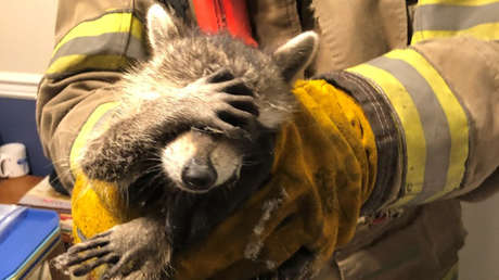FOTO: Pillan a un mapache robando comida y 'se avergüenza' al ser rescatado por los bomberos