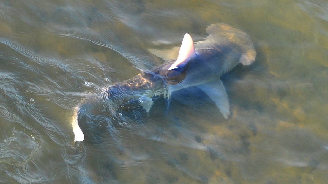 Cientos de tiburones inundan los canales de Florida en busca de refugio ante la tóxica marea roja