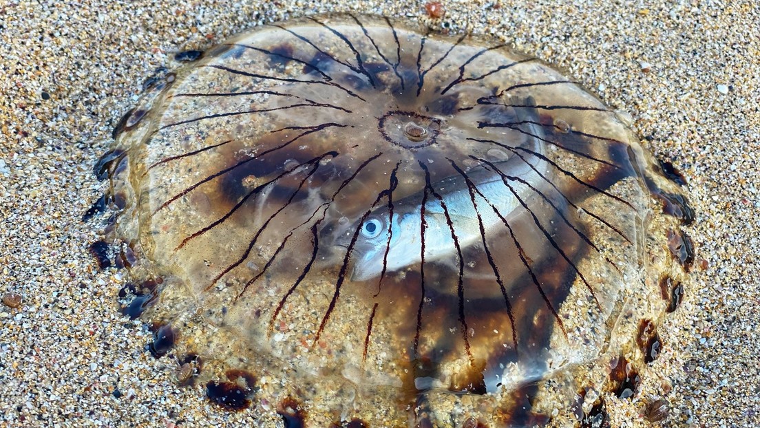 Hallan un pez casi intacto en el interior de una medusa muerta