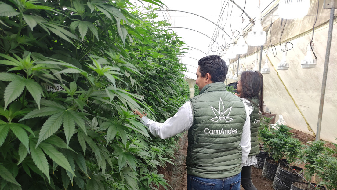 La primera finca cannábica legal de Ecuador se alza entre cultivos de rosas (y aspira a que el país domine la industria en poco tiempo)