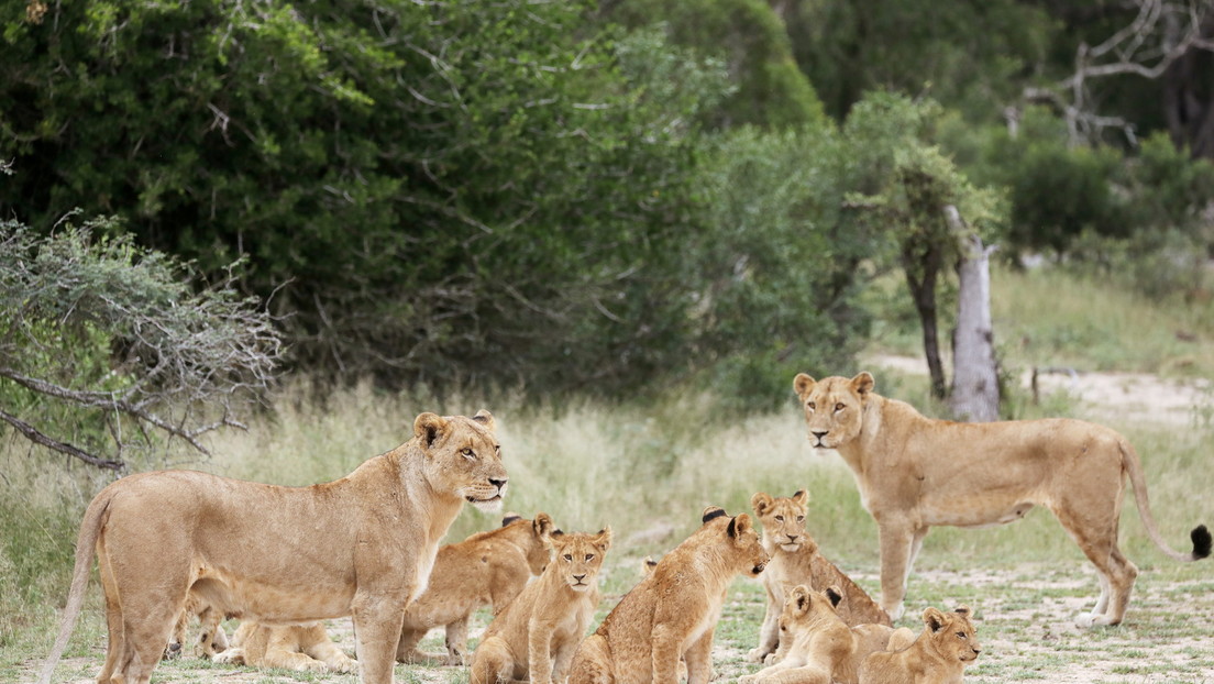 VIDEO: Un "zoológico inverso" encierra a los visitantes en una jaula y los leones caminan alrededor