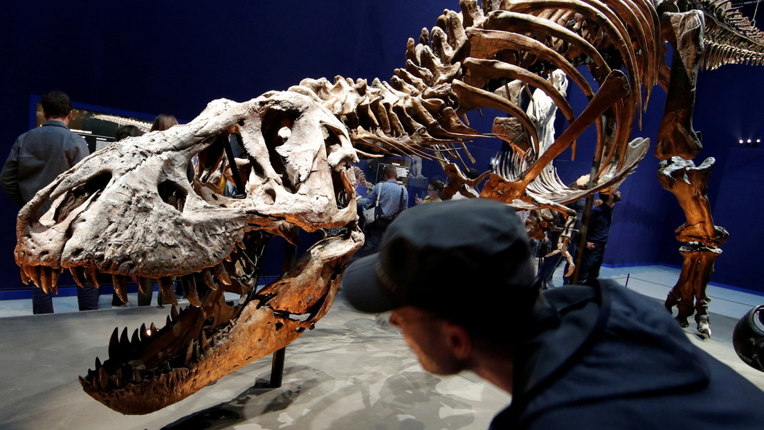 "Un depredador aún más temible de lo que se creía": descubren terminaciones nerviosas en la mandíbula de los 'T-rex' que la hacía sensible al tacto