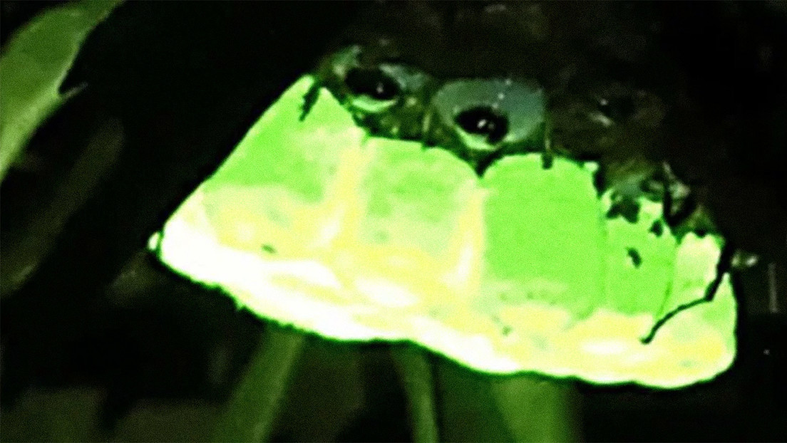 Descubren que los nidos de las avispas producen un intenso brillo verde fluorescente que puede ser visto a hasta 20 metros de distancia
