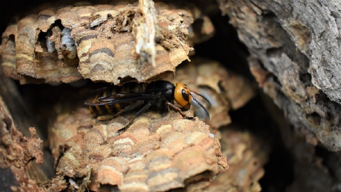 VIDEO: Destruyen el primer nido de avispón asiático del 2021 en EE.UU., con cerca de 1.500 ejemplares 'asesinos' en varias etapas de desarrollo