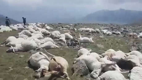 VIDEO: Más de 500 ovejas mueren tras ser alcanzadas por un rayo mientras pastaban en una montaña de Georgia