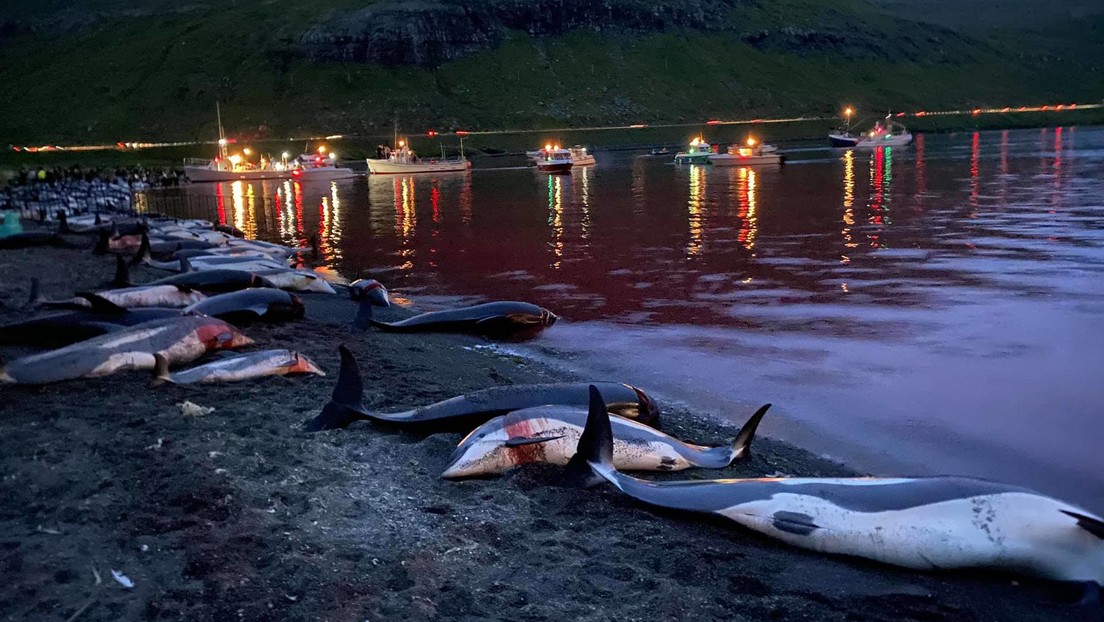 VIDEO: Matan más de 1.400 delfines en una sangrienta cacería anual en las islas Feroe