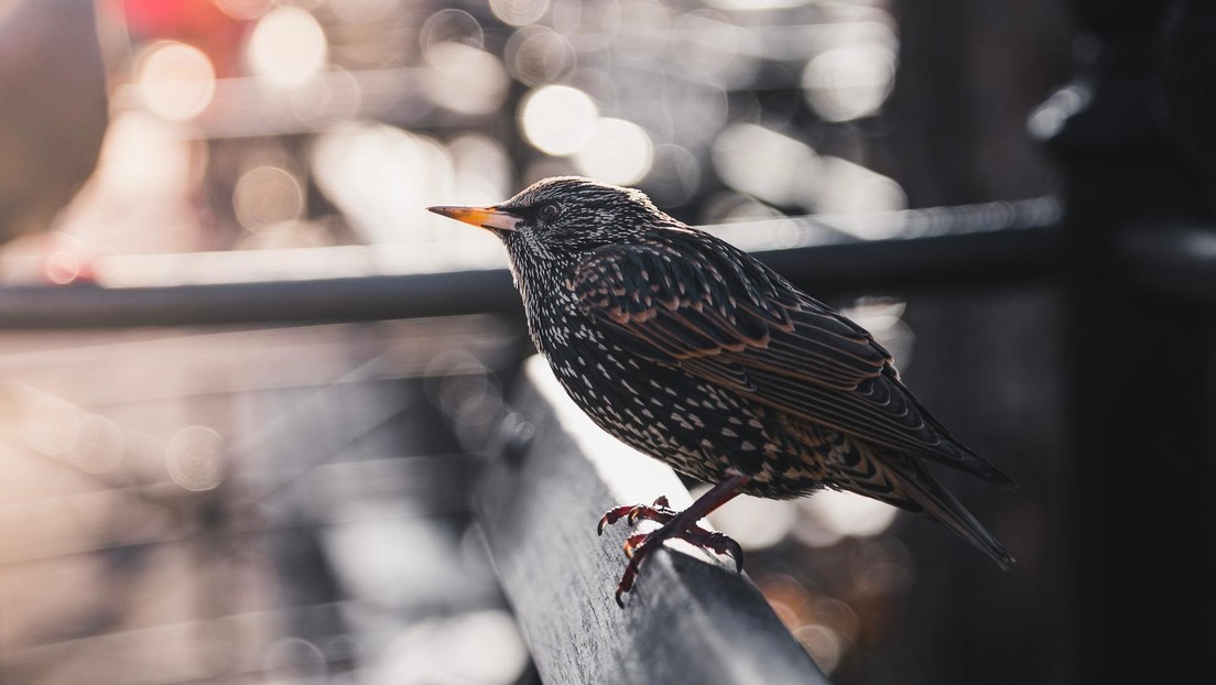 Reportan la muerte masiva de pájaros en Nueva York en medio de la temporada migratoria (FOTO)