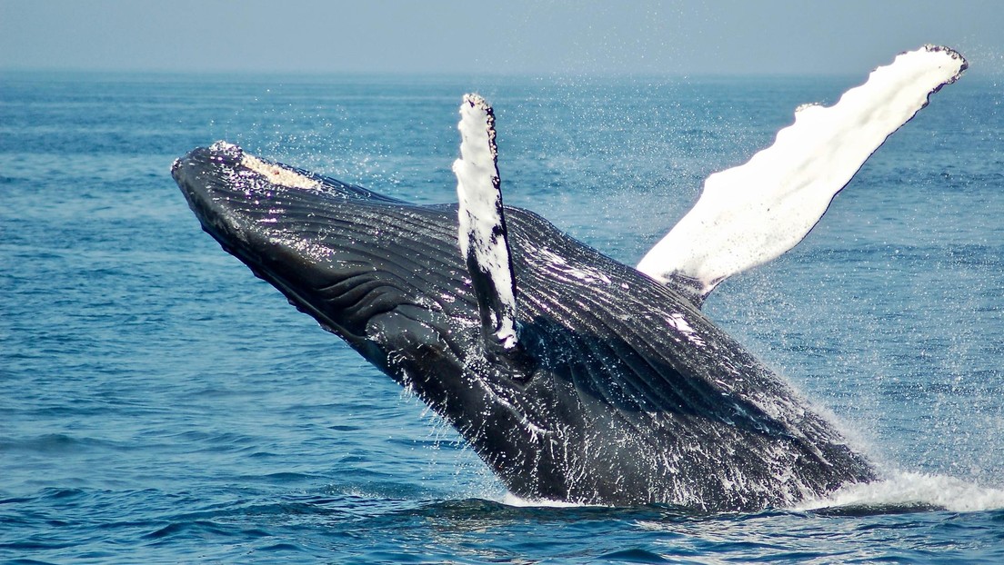 Científicos muestran las 'manos' de cinco dedos las ballenas tienen ocultas en las aletas (FOTOS)