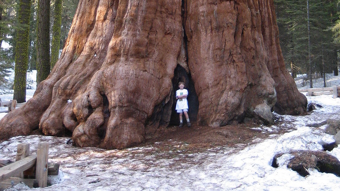 Protegen al árbol más grande del mundo con una manta resistente al fuego en medio de un incendio forestal en California