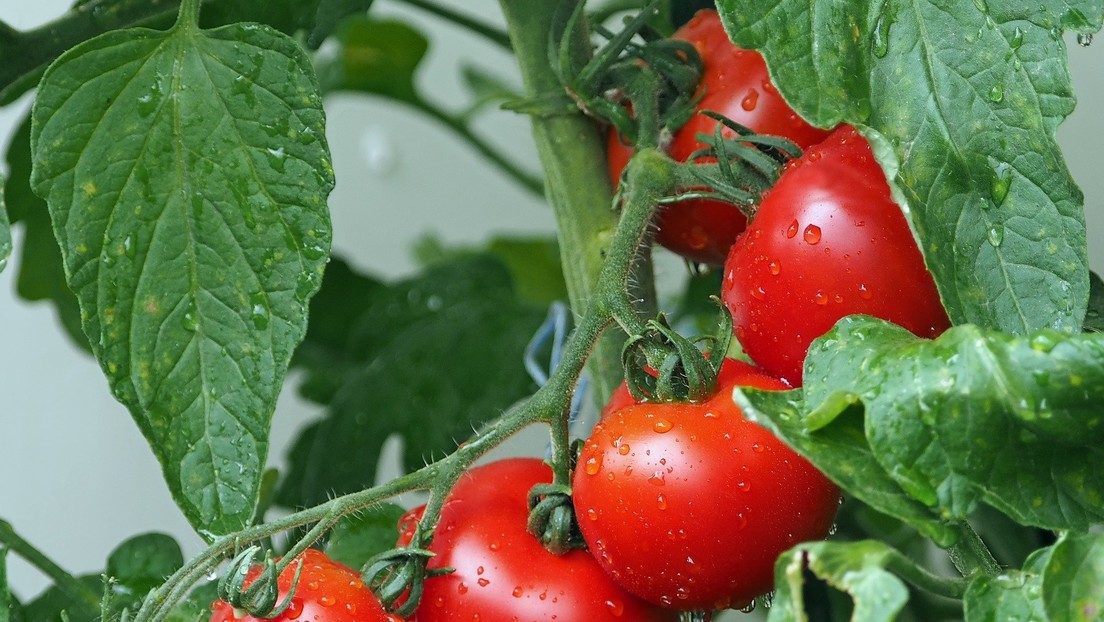 Japón autoriza por primera vez en su historia la venta de tomates con genoma editado para tratar la hipertensión