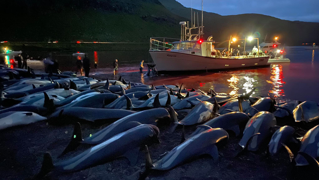 Denuncian matanza de más de 50 ballenas piloto en Dinamarca, días después de la sangrienta cacería anual en las islas Feroe