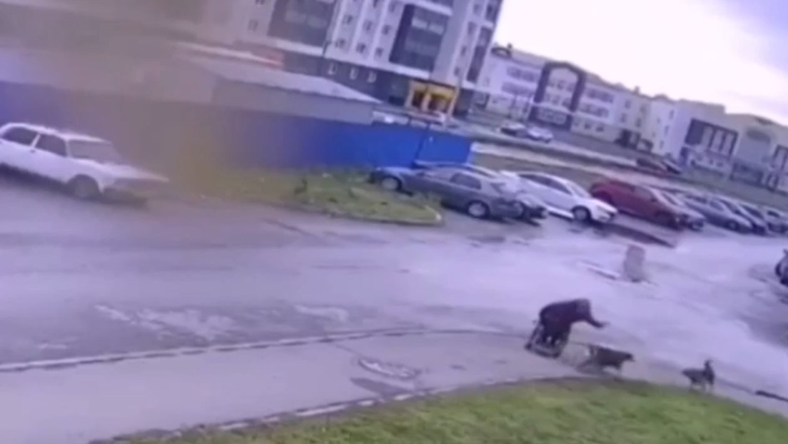 VIDEO: Un hombre en silla de ruedas enfrenta a una jauría de perros callejeros para defender al suyo (se cae, pero logra su objetivo)