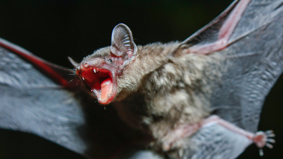 Un hombre muere de rabia tras despertar con un murciélago en su cuello en EE.UU.