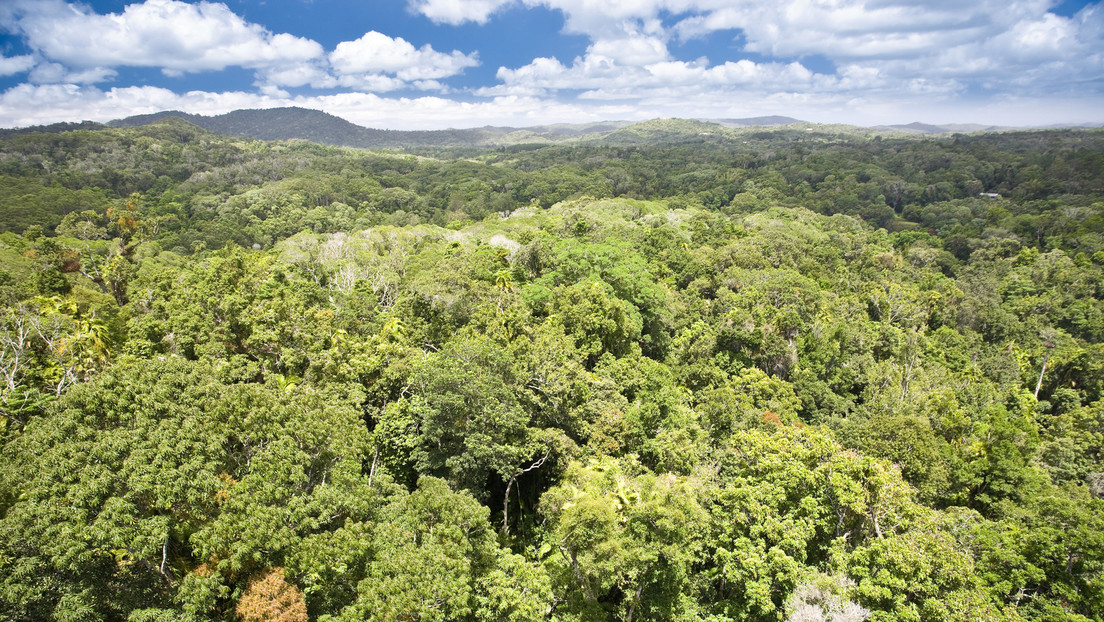 El bosque tropical más antiguo de Australia es devuelto a sus propietarios aborígenes
