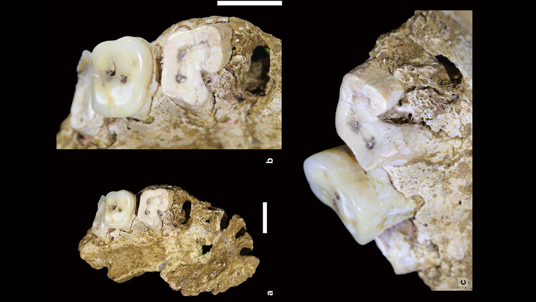 Descubren en Indonesia una mandíbula humana de 25.000 años que podría dar pistas sobre cómo nuestros antepasados migraron de Asia a Australia