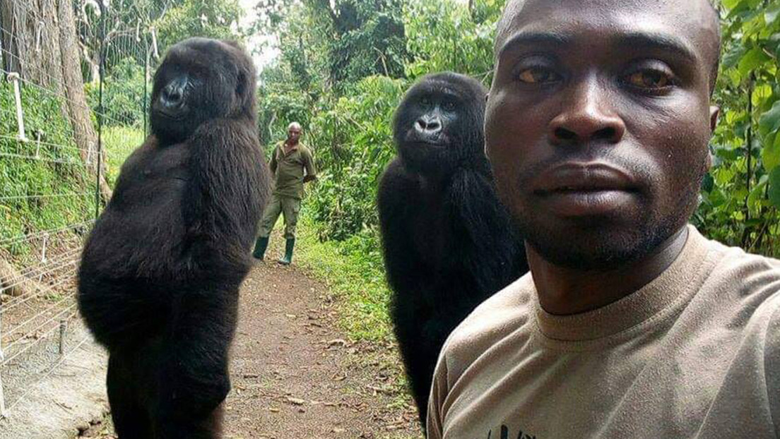 Muere la gorila huérfana que conquistó la Red al posar para un selfi imitando una pose muy humana