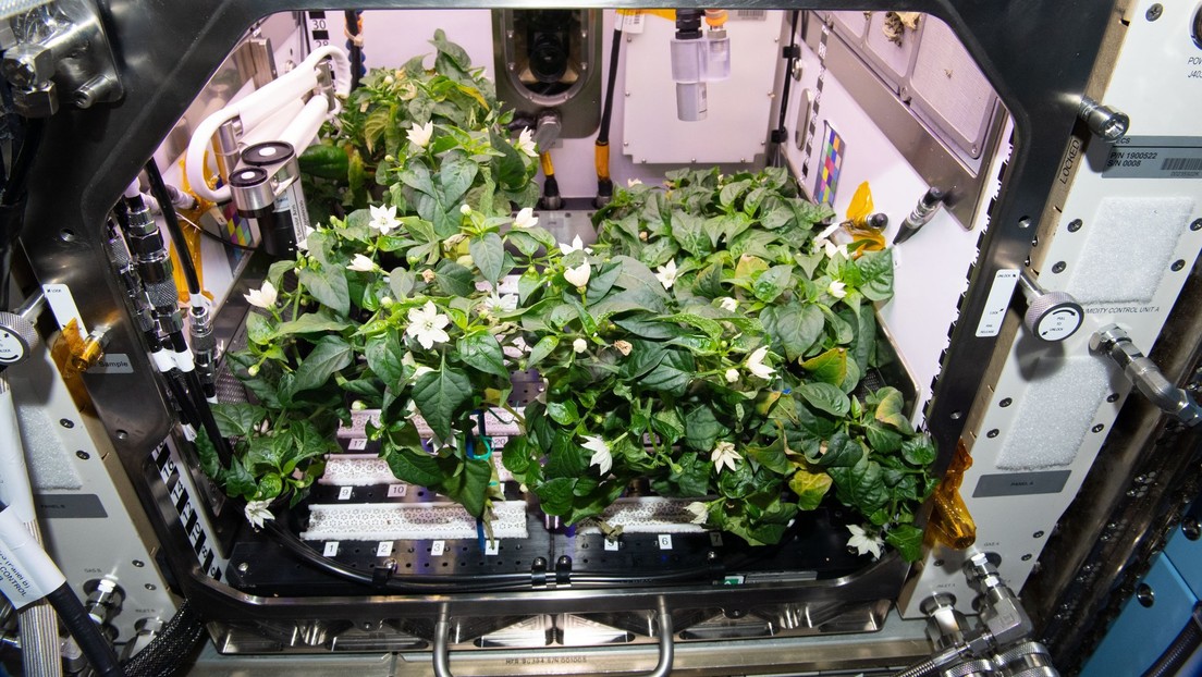 "Houston, tenemos un pimiento": astronautas de la NASA obtienen los primeros chiles picantes cultivados en el espacio (FOTOS)