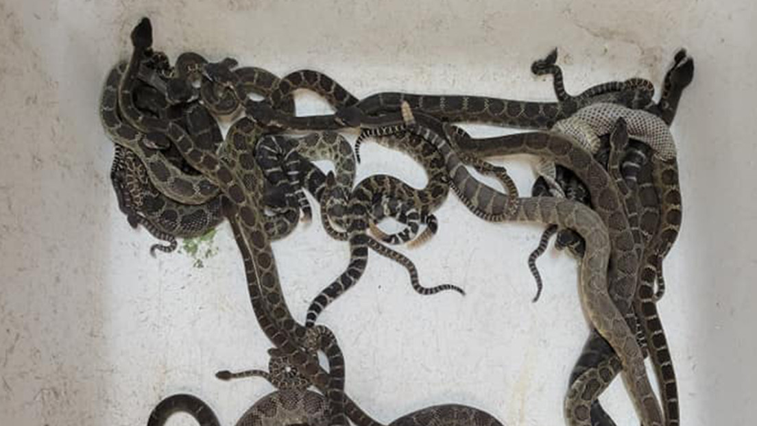 FOTOS: Descubren cerca de 90 serpientes de cascabel enredadas debajo de la casa de una mujer en EE.UU.