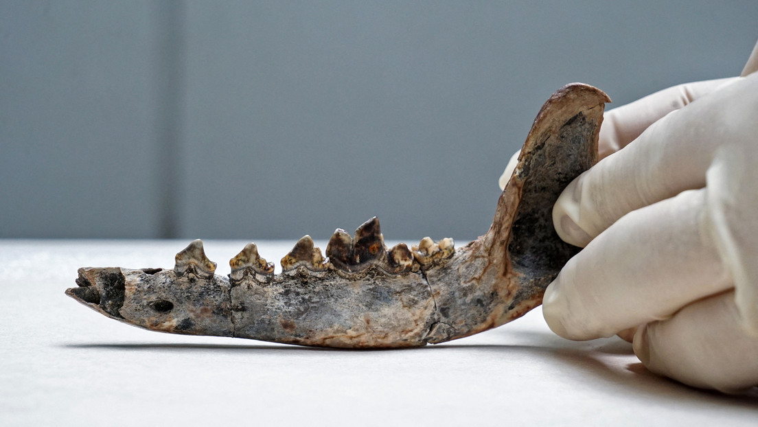 Un fósil sugiere que los perros vivían con humanos en Costa Rica hace 12.000 años