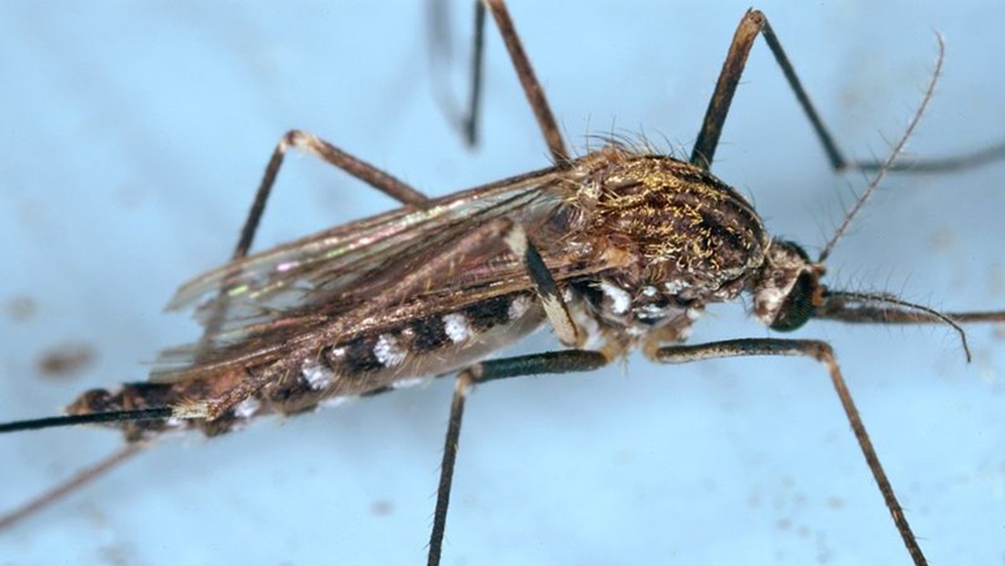 Una especie coreana de mosquitos resistente al frío se propaga por el norte de Italia y podría ser un vector para virus