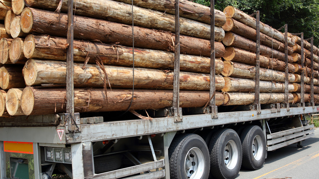 México pierde miles de hectáreas de bosques cada año por la tala clandestina