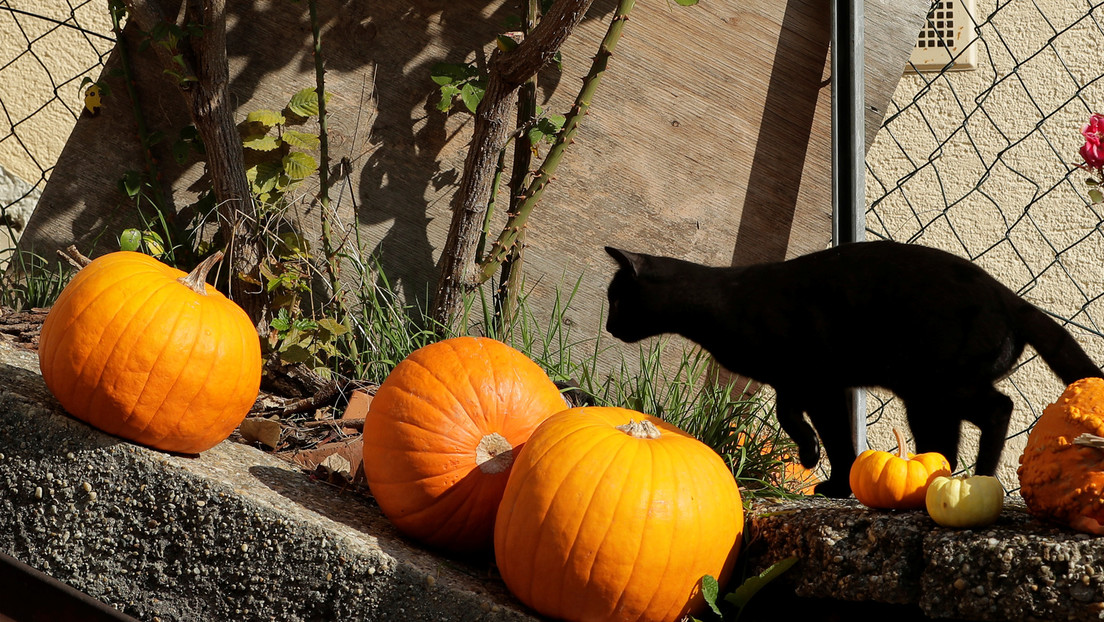 Instagram desea feliz Halloween a sus usuarios con un 'gato vampiro' (FOTO)