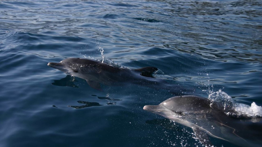 ¿Son inteligentes? ¿Tienen 'cultura'? Lo que revela el comportamiento de los delfines que nadan en las costas venezolanas