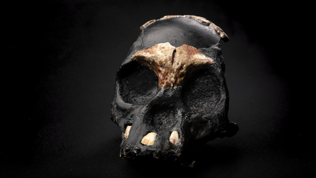 Descubren el primer cráneo de un niño 'Homo naledi', que ayudaría a comprender cómo crecían estos humanos "claramente primitivos"