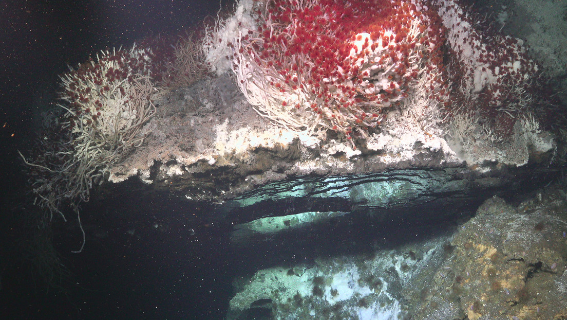 Gusanos 'brillantes' y 'piscinas de espejo': hallan frente a las costas mexicanas especies antes desconocidas y fuentes hidrotermales únicas (FOTOS)