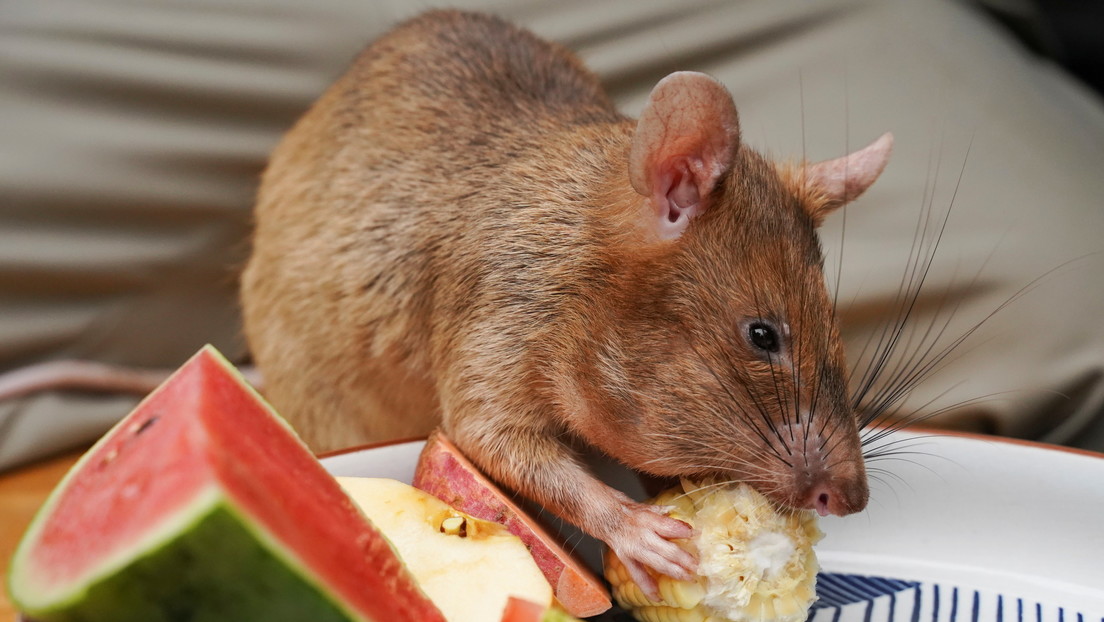 Nueva evidencia sugiere que los roedores podrían ser transmisores asintomáticos de coronavirus similares al SARS-CoV-2