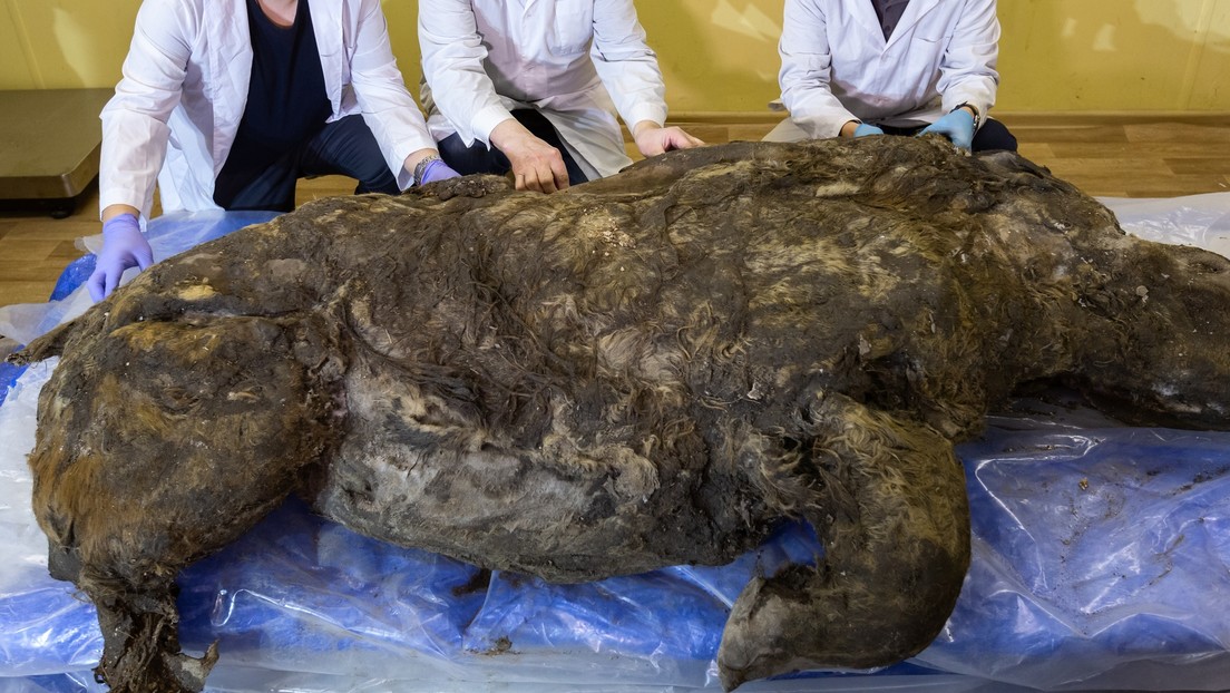 Estudio de un rinoceronte lanudo extinto "conservado de forma única" muestra que aún se alimentaba de la leche materna cuando murió hace 20.000 años