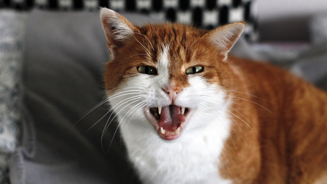 Científicos concluyen que "todos los gatos domésticos" presentan rasgos psicópatas