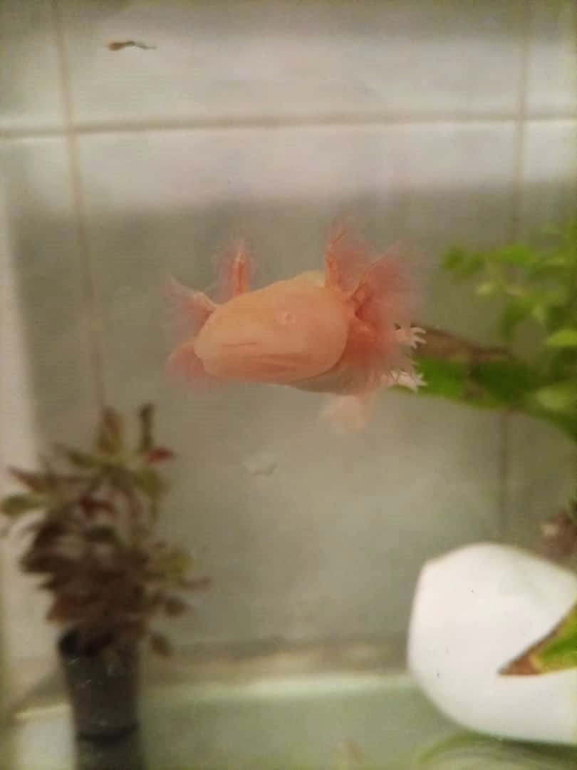 El Pez Dorado Es Vertebrado O Invertebrado Rescatan en Venezuela a una cría de ajolote mexicano (en peligro crítico de  extinción) que fue abandonada en una iglesia - RT